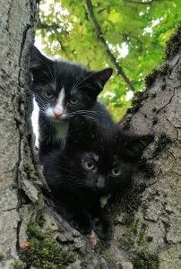 Котята ищут дом