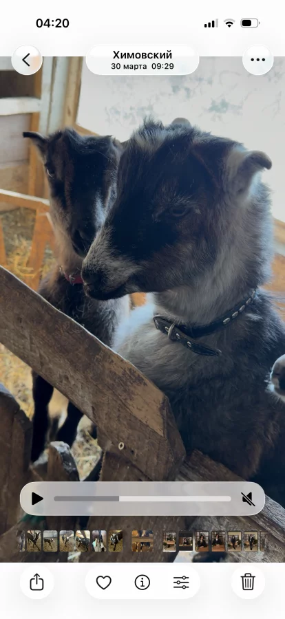 Козочки ламанча