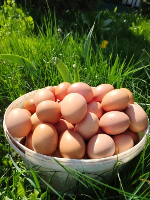 Яйцо куриное