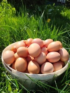 Яйцо куриное