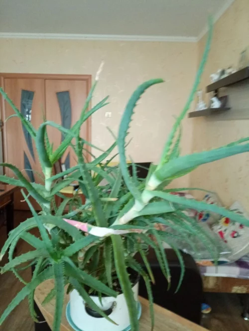 Алоэ (столетник)