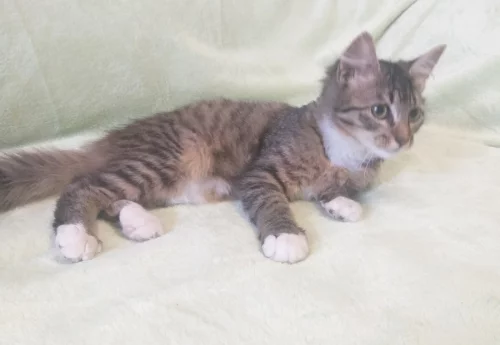 Котенок ищет дом