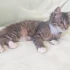 Котенок ищет дом