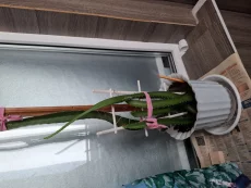 Питохайя