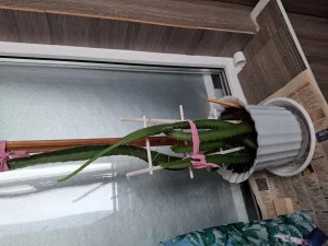 Питохайя