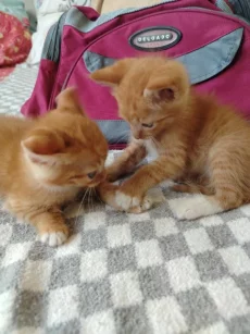 Котята ищут дом
