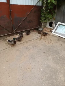 Птицы