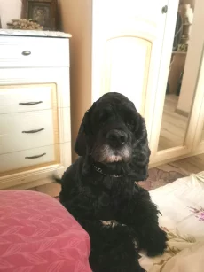 ОТДАМ БЕСПЛАТНО