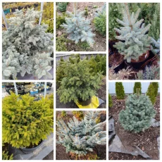 Декоративных растений