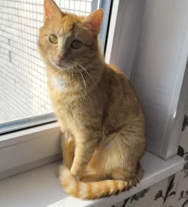 Кошечка На ыжуля, стерилизована