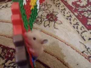 Сирийские хомячки