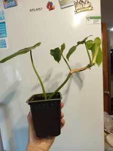 Цветы