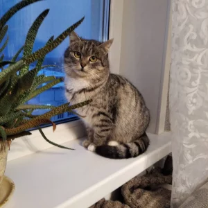 Кошечка ищет заботливую семью