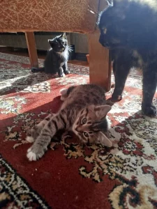 Пушистые хвостики для любящих хозяев