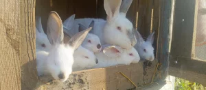 Крольчат