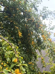 Алыча желтая