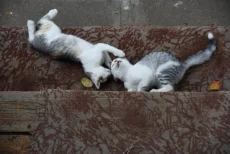 Котята ищут дом