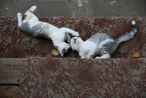 Котята ищут дом