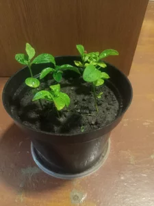 Саженцы лимона и мандарина
