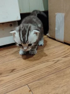 Шотландских котят