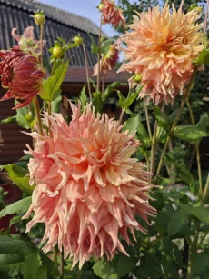 Георгину Пенхилл Уотермелон