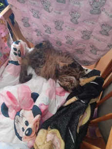 Отдам в хорошие, любящую семью двух кошечек
