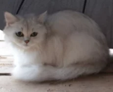 Пропала белая шотланская кошка. Вознаграждение за возврат