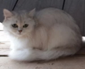 Пропала белая шотланская кошка. Вознаграждение за возврат