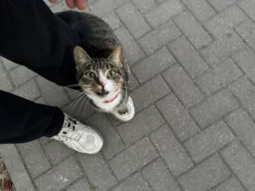 замечен домашний кот