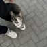 замечен домашний кот