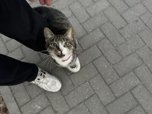 замечен домашний кот