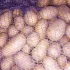 Бульба смачная