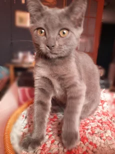 Котята ищут дом