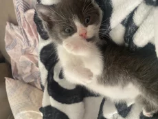 Отдам котенка в добрые руки