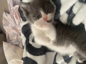 Отдам котенка в добрые руки