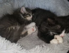 Котята даром