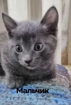 Котята