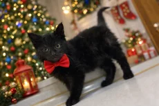 Котёнок ищет заботливых хозяев