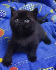 Британский котенок.Горький шоколад