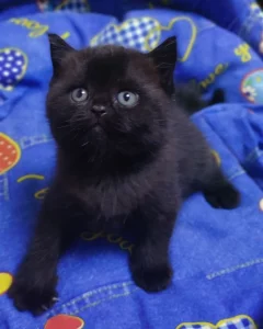 Британский котенок.Горький шоколад