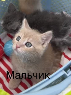 Красивые Котята