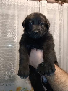 Щенки немецкой овчарки