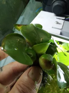 Водяной геацинт эйхорния