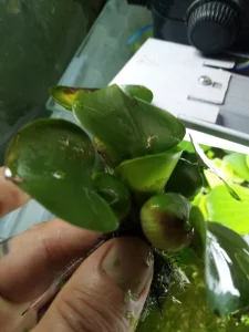 Водяной геацинт эйхорния