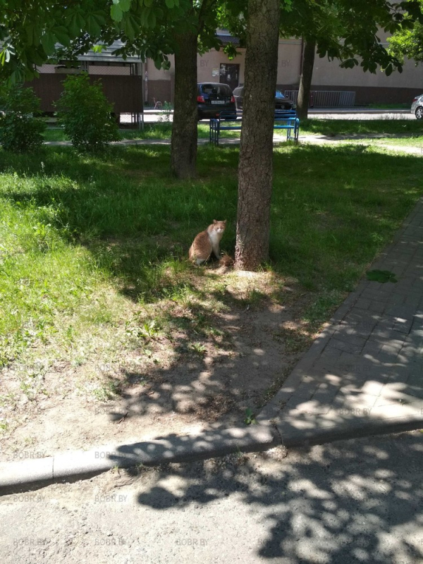 Котейка