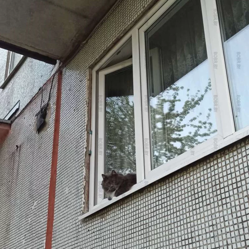Местный красавчик