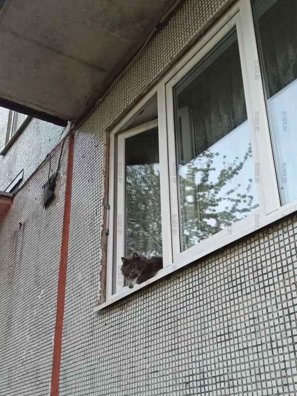 Местный красавчик