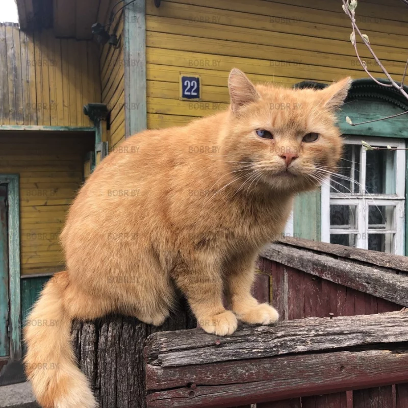 Че надо?