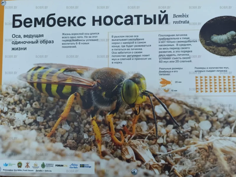 Интересная задумка реализована в Кисилевичах