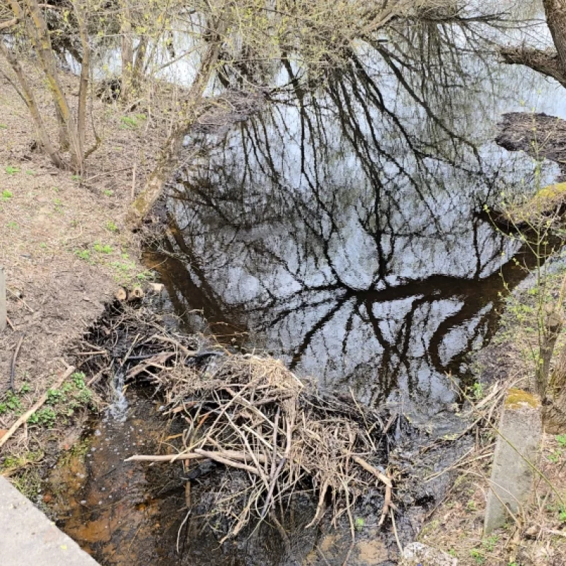 Бобровая плотина в черте города